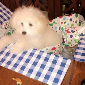 Meet your Posher, Dalila